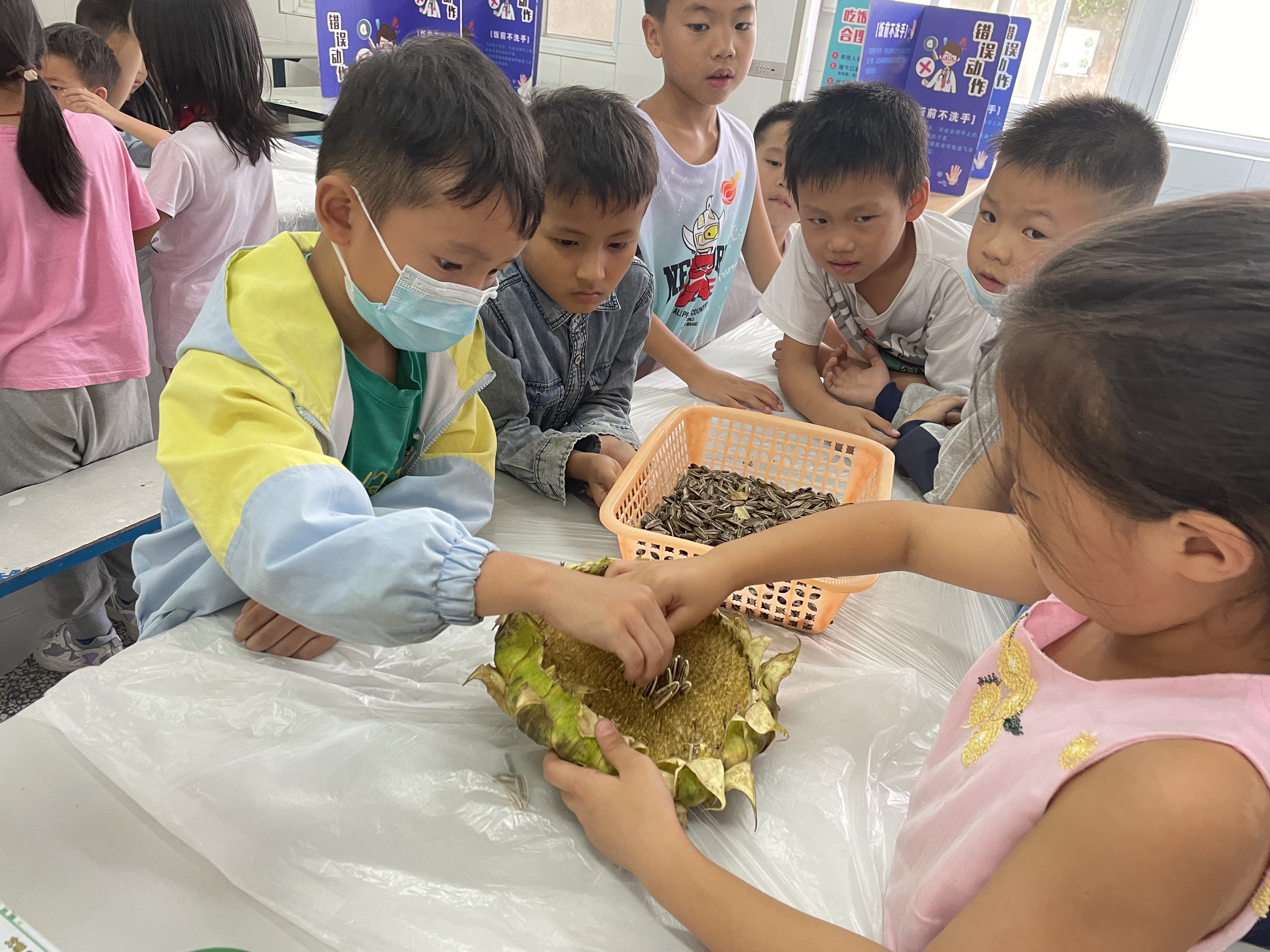 學(xué)生在體驗(yàn)“葵中扒籽” 學(xué)校供圖.JPG