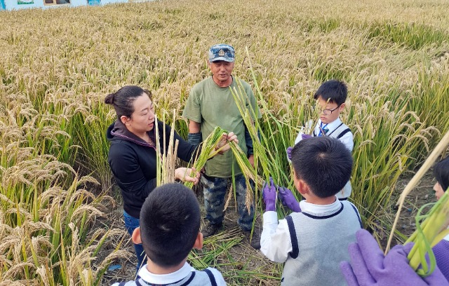 秋收時節(jié)，學(xué)生在老師指導(dǎo)下將水稻打捆   攝影  高望.jpg