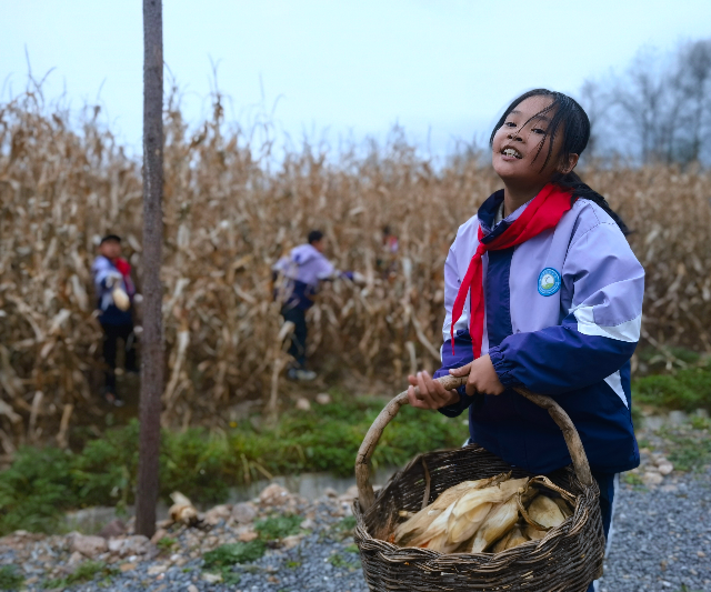 學(xué)生分工明確，將玉米運(yùn)到空地處.jpg
