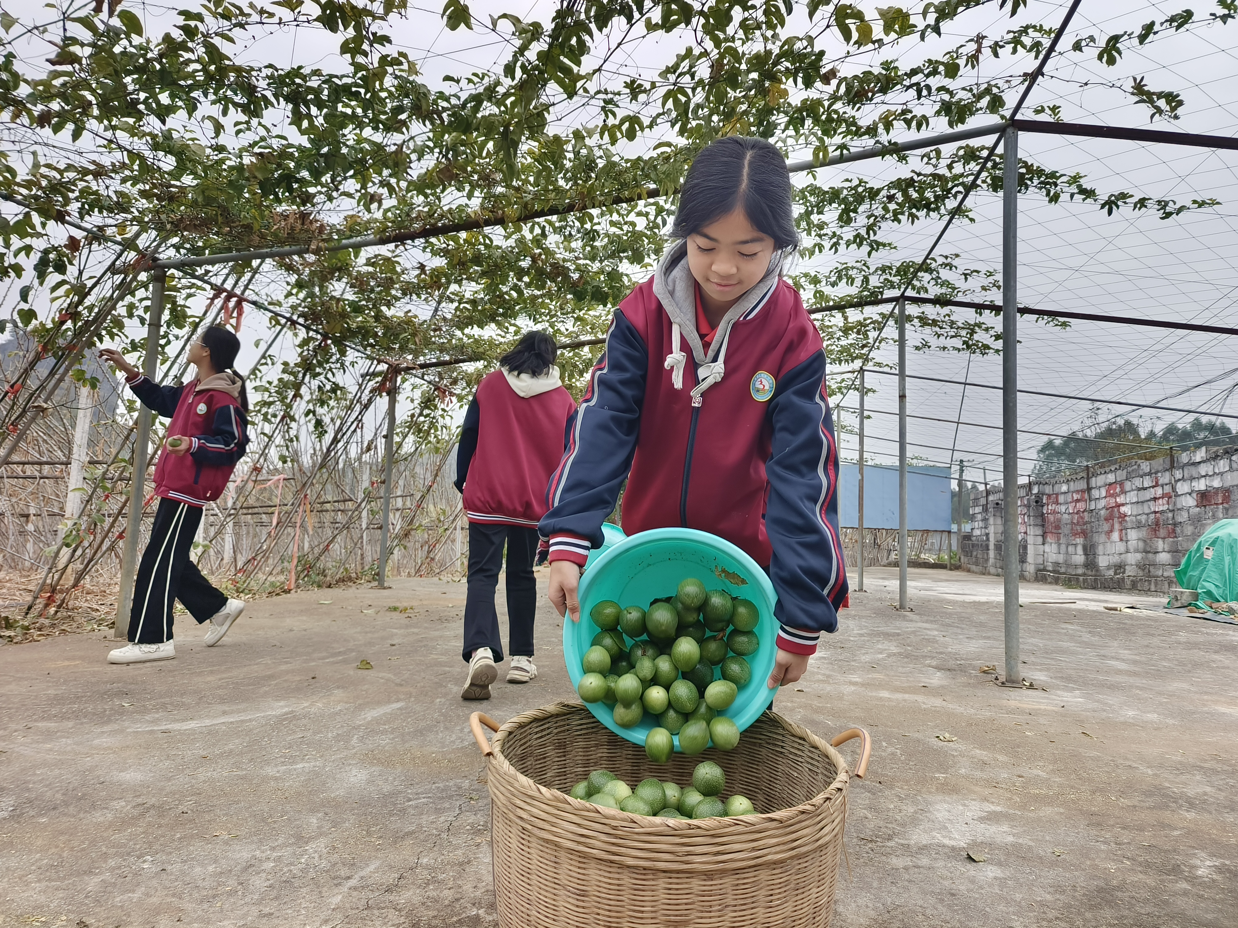 樟木三中學生在校內(nèi)勞動教育基地收百香果1.jpg